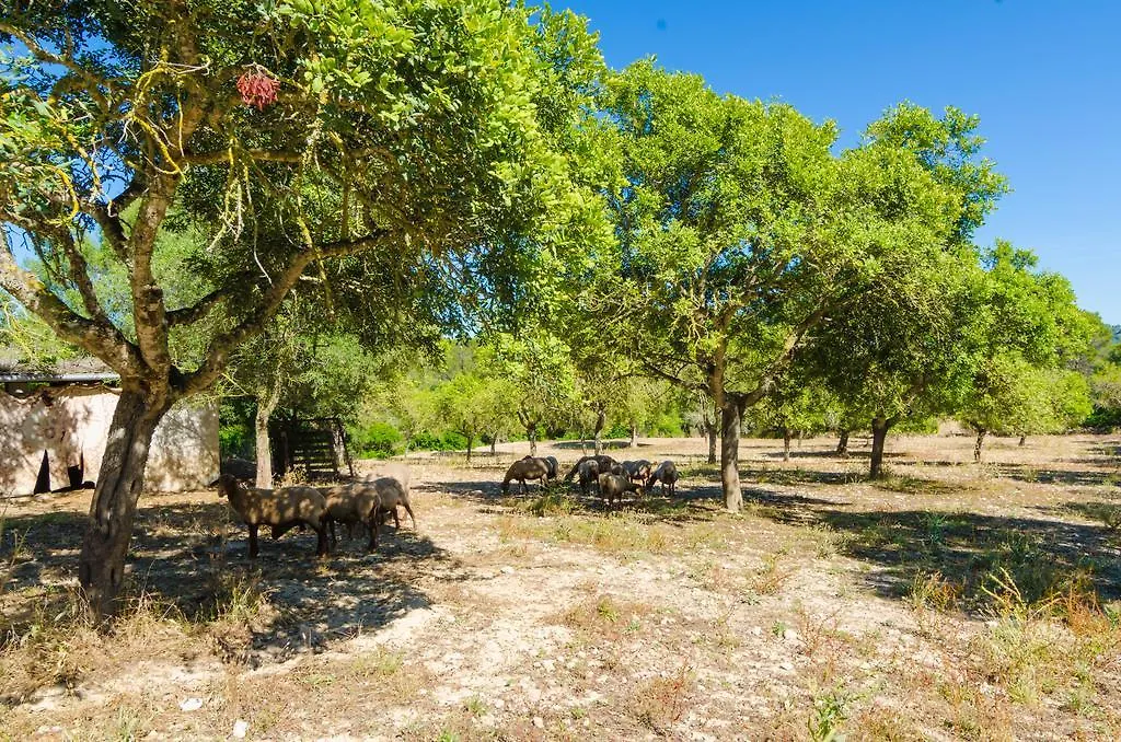 S'Aresta Den Rumbet Llucmajor  Llucmajor (Mallorca)